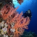 coral_soft_shsh_si_v_0080_egy4776.jpg